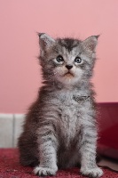 BLACK SILVER SPOTTED TABBY