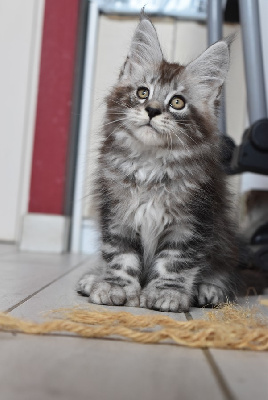 BLACK SILVER BLOTCHED TABBY PP