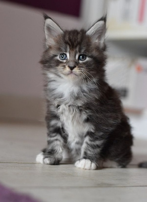 BROWN BLOTCHED TABBY & BLANC