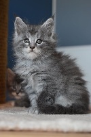 BLUE SILVER BLOTCHED TABBY