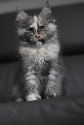 BLACK TORTIE SMOKE