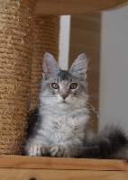 BLACK SILVER MACKEREL TABBY