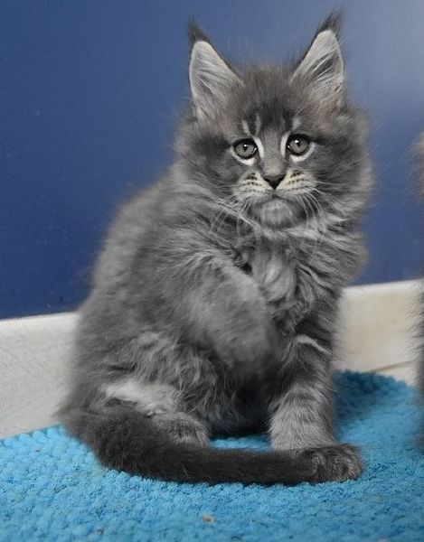 chaton Maine Coon De La Douce Colombe