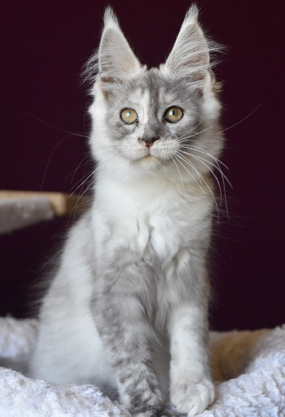 chaton Maine Coon De La Douce Colombe