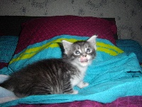 Blue-Babycoon's - Chaton disponible  - Maine Coon
