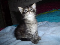 Blue-Babycoon's - Chaton disponible  - Maine Coon