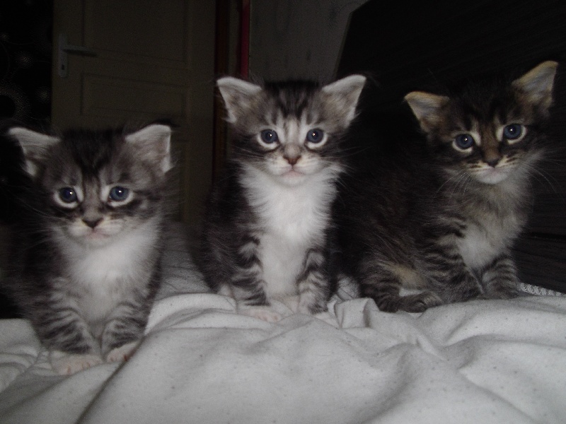chaton Maine Coon Blue-Babycoon's