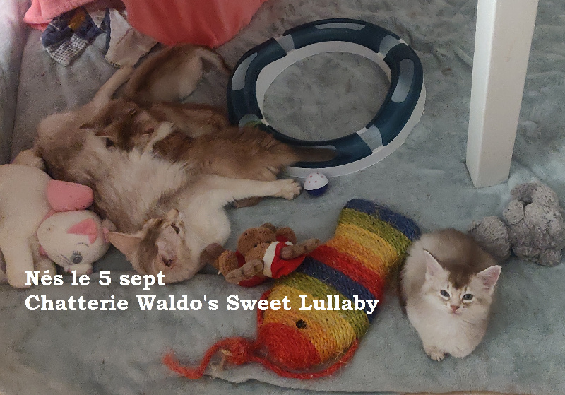 waldo's sweet lullaby - Somali - Portée née le 05/09/2023