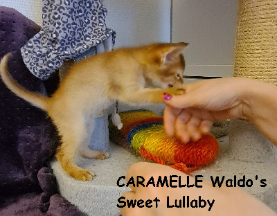 TWINKLE CARAMELLE WALDO'S SWEET LULLABY - Abyssin