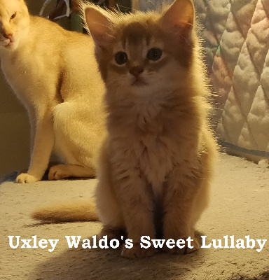 waldo's sweet lullaby - Chaton disponible  - Somali