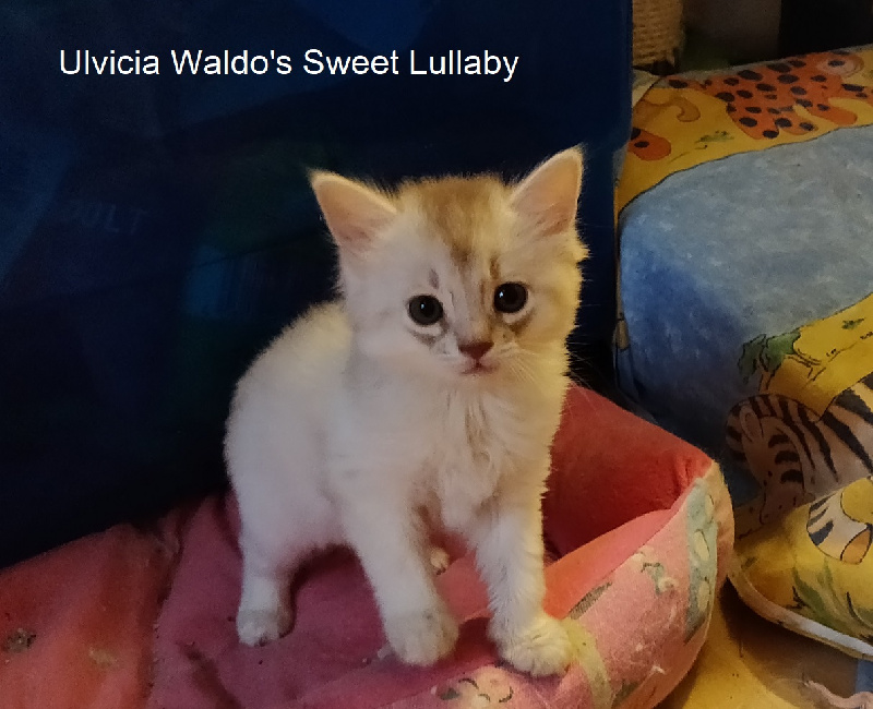 waldo's sweet lullaby - Somali - Portée née le 16/07/2023