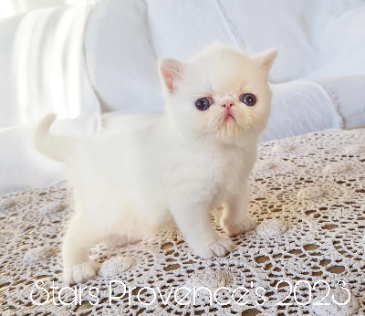 Stars Provence's - Chaton disponible  - Exotic Shorthair