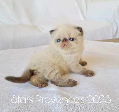 Stars Provence's - Chaton disponible  - Exotic Shorthair