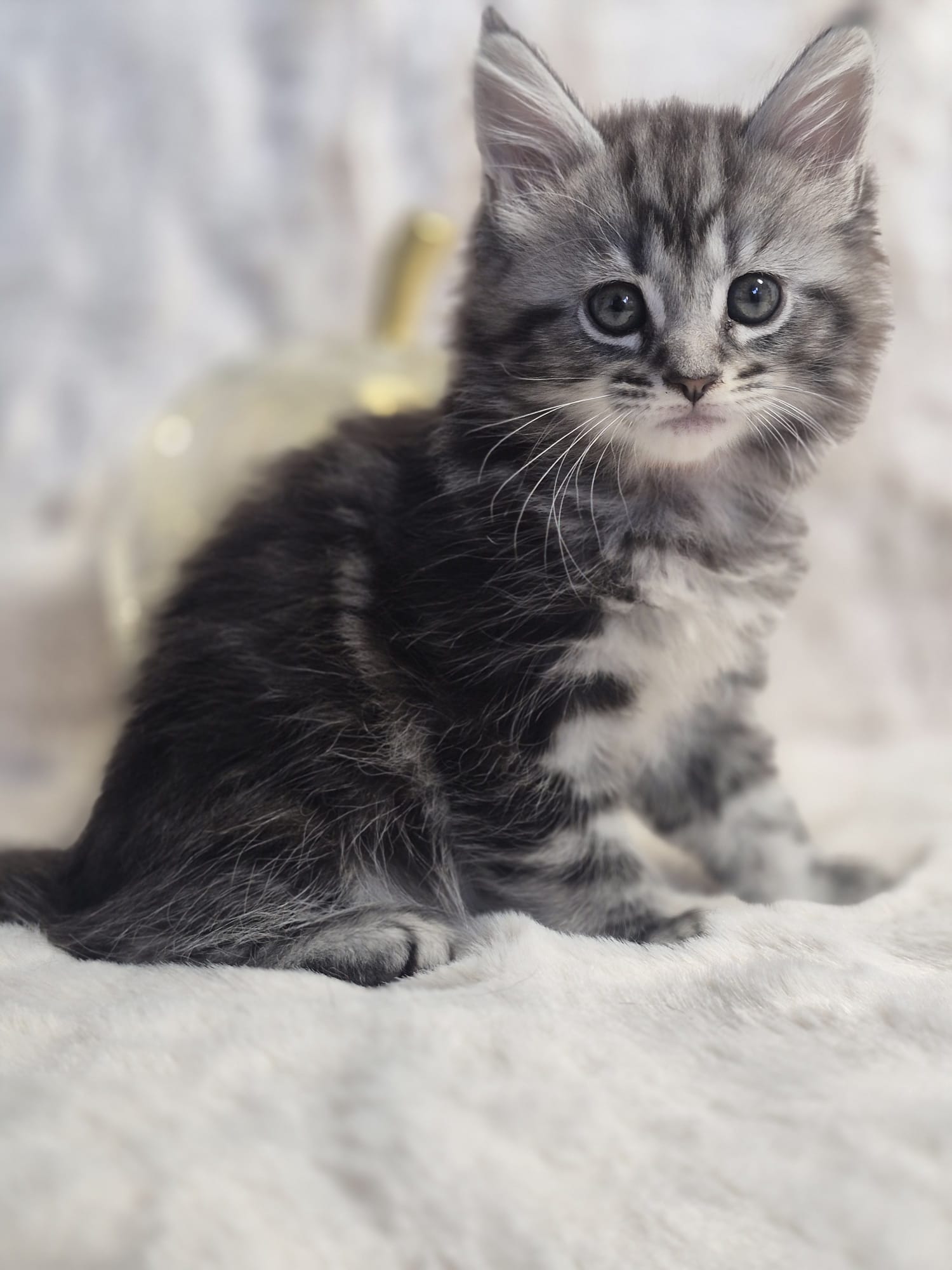 Bellatrix