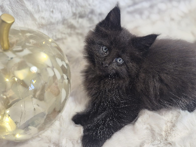 Batman - Maine Coon