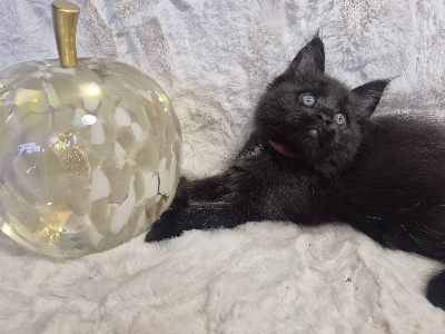 Black pearl - Maine Coon