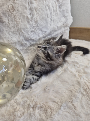 Baki - Maine Coon