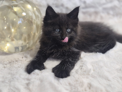 Batman - Maine Coon