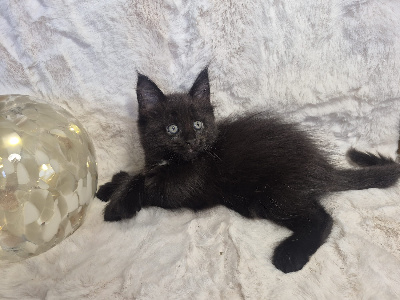Black pearl - Maine Coon