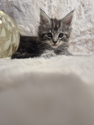 Baki - Maine Coon