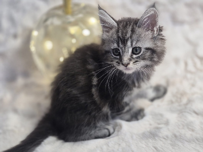 Bellatrix - Maine Coon