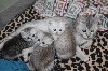 De Chapécqlès - 3 chatons straight à vendre