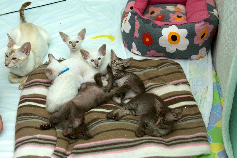 chaton Balinais Des Temples D'Orient