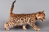 Bengal' Leopards's -  2 BB BENGAL DISPONIBLES
