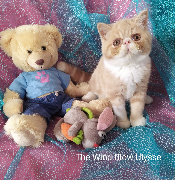 chaton Exotic Shorthair The Wind Blow