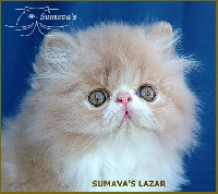 CH. sumava's Lazar