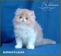 CH. sumava's Lazar