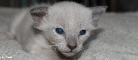 Being Beauteous - Chaton disponible  - Siamois