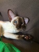 Being Beauteous - Chaton disponible  - Siamois