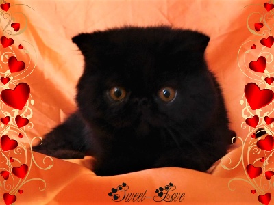 The Sweet Love - Chaton disponible  - Exotic Shorthair