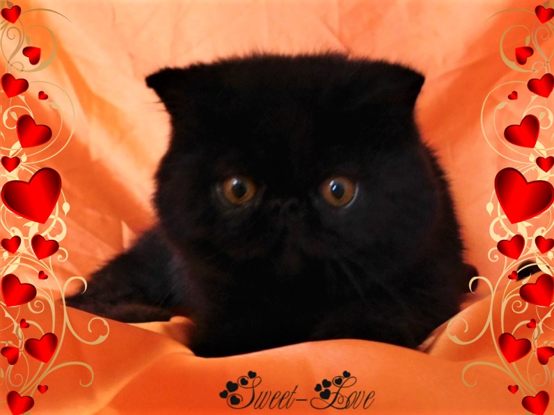 chaton Exotic Shorthair The Sweet Love