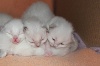 Des Perles De Soie - Les chatons tout mignons sont nés!
