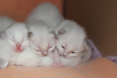 Des Perles De Soie - Les chatons tout mignons sont nés!