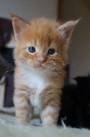 of roswell - Chaton disponible  - Maine Coon