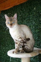 Falak des Bengali-Cat's