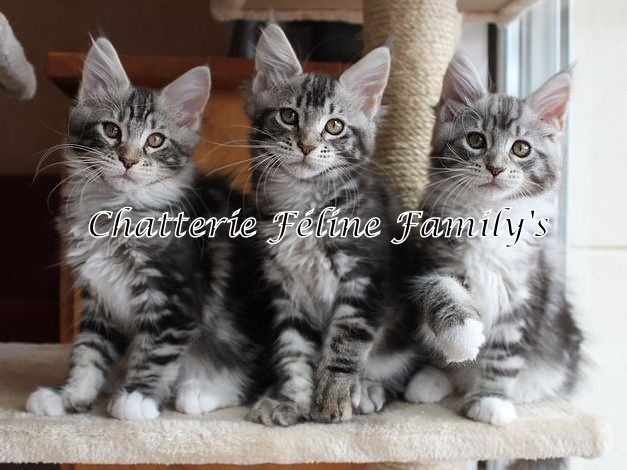 chaton Maine Coon Féline Family's