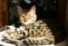 Deep Nature's Bengals - Chat mâle Bengal 8 mois stérilisé