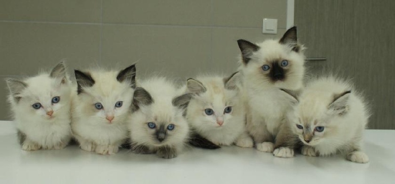 chaton Ragdoll Du Jardin Evereven