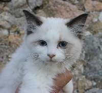 Du Jardin Evereven - Ragdoll - Portée née le 10/07/2016