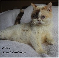 Nina royal edelweiss