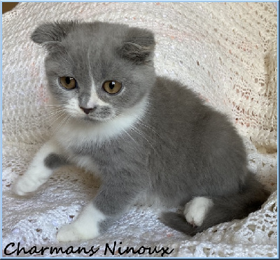 CHATON - Scottish Fold