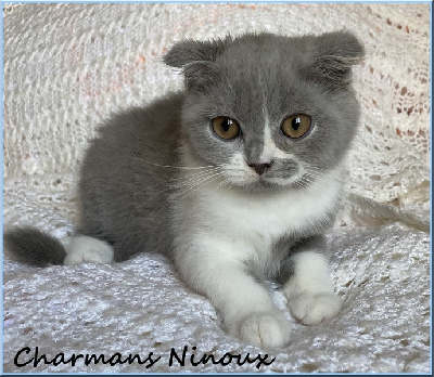 CHATON - Scottish Fold