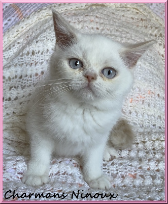 CHATON - Scottish Straight