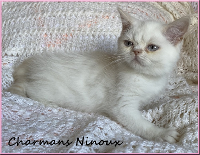CHATON - Scottish Straight