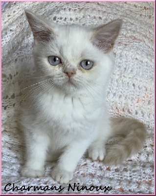 CHATON - Scottish Straight