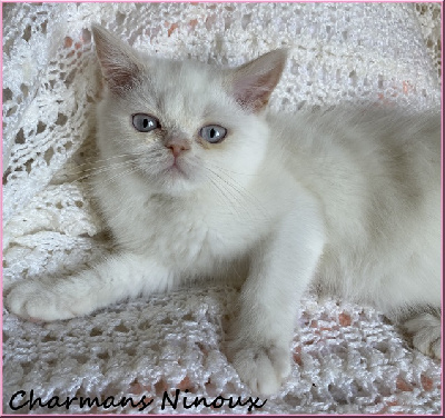 CHATON - Scottish Straight